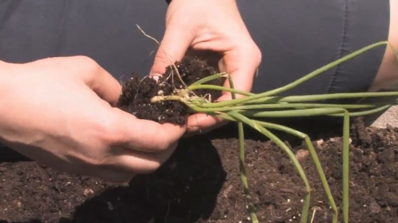 How to Plant Onions