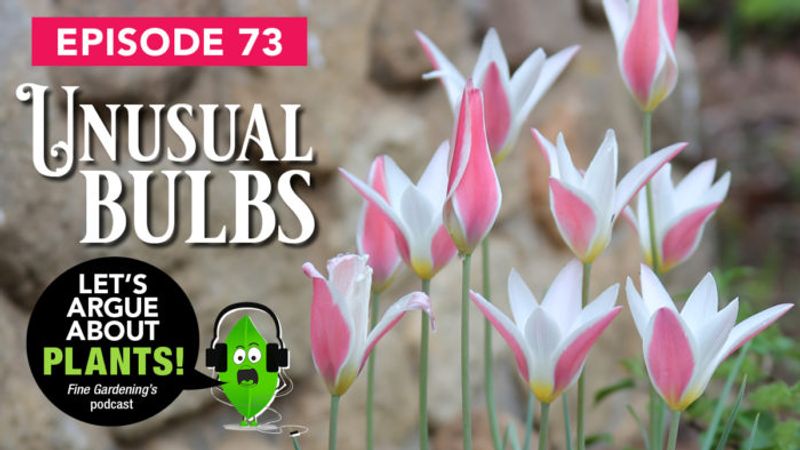 Episode 73: Unusual Bulbs