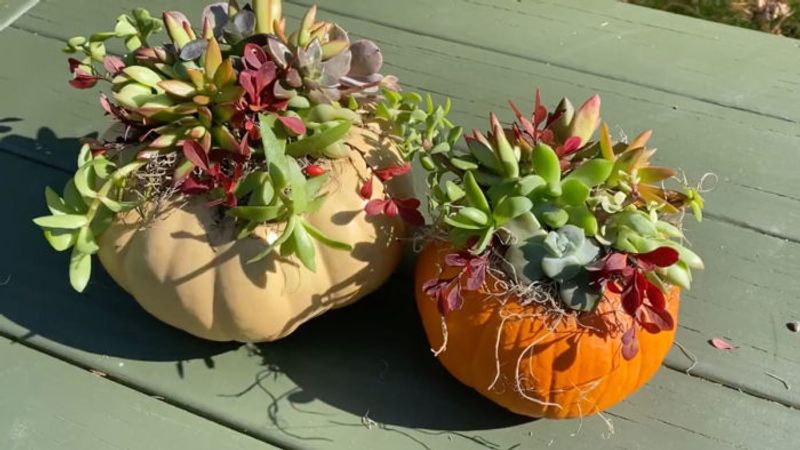 How to Make a Succulent Pumpkin