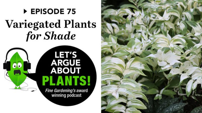Episode 75: Variegated for Shade