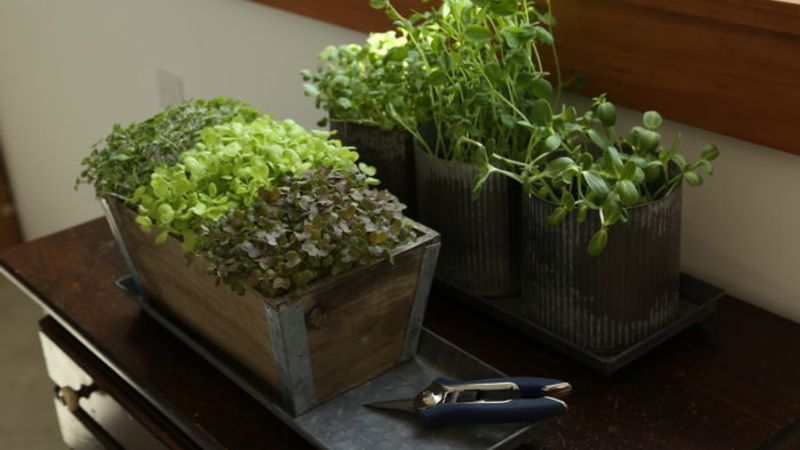 How to Grow Microgreens