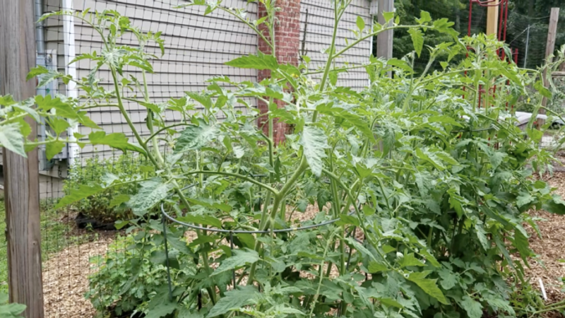 4 Ways to Stake Tomatoes