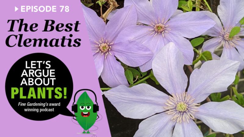 Episode 78: Best Clematis