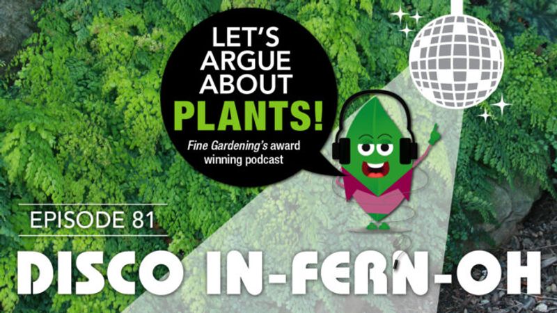 Episode 81: Disco in-FERN-oh