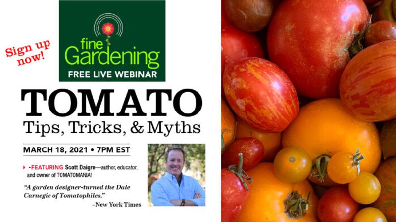 Tomato Tips, Tricks, and Myths (Webinar)