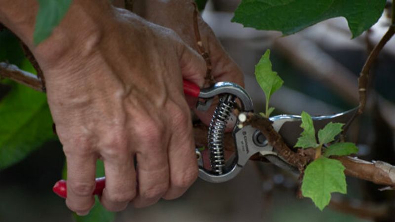 The Right Pruning Tool – Does One Size Fit All?