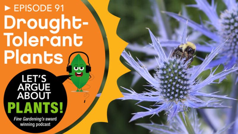 Episode 91: Drought-Tolerant Plants
