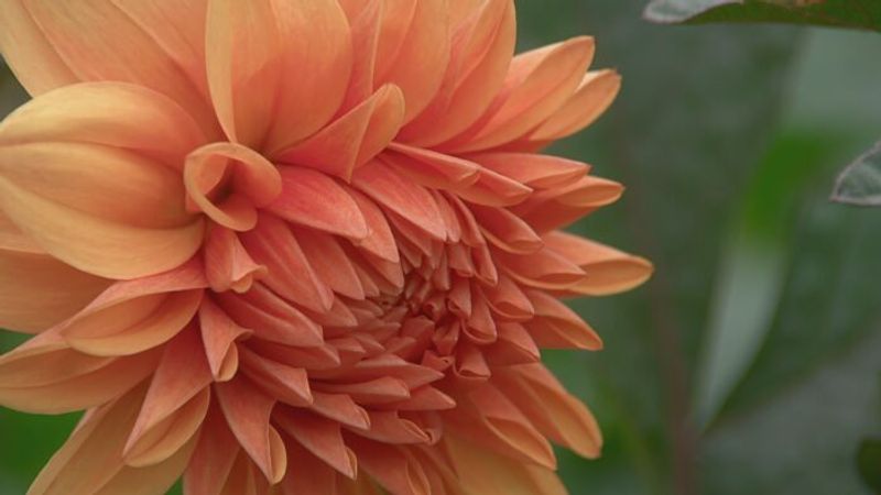 The Secret to Fresh Cut Flowers