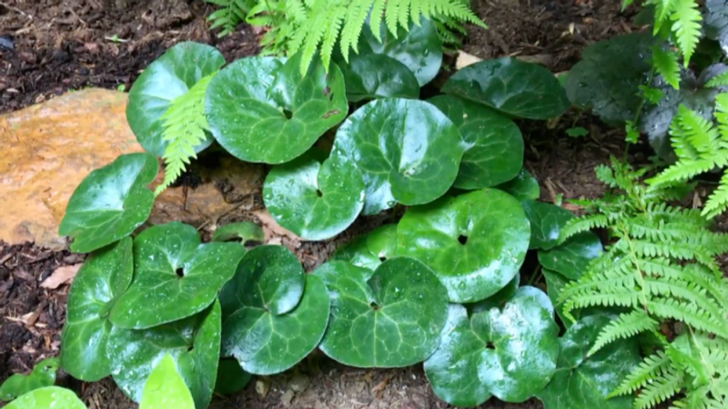 6 Big-Impact, Low-Care Ground Covers