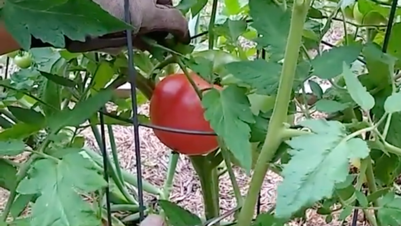 Tomato Pruning in Four Simple Steps