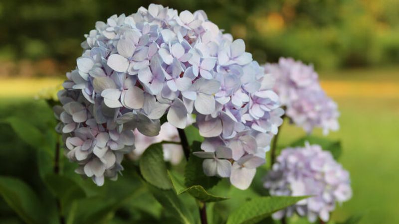 How and When to Prune Bigleaf Hydrangeas