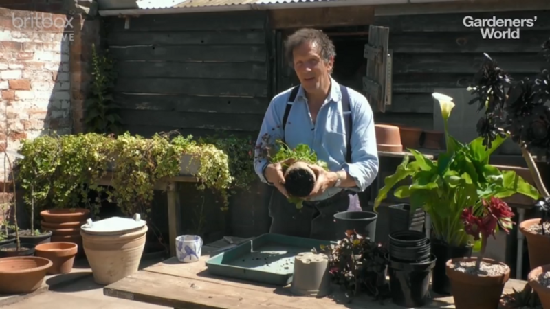 The Easy Way to Divide Plants in Pots