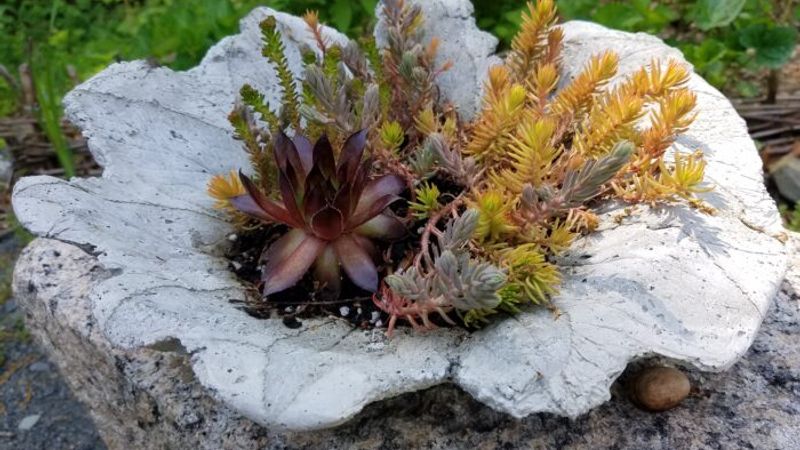 Learn How to Make a Concrete-Leaf Planter