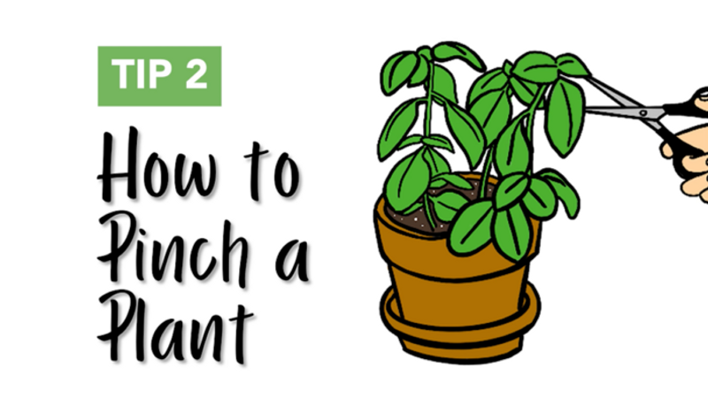 Tip: How to Pinch a Plant
