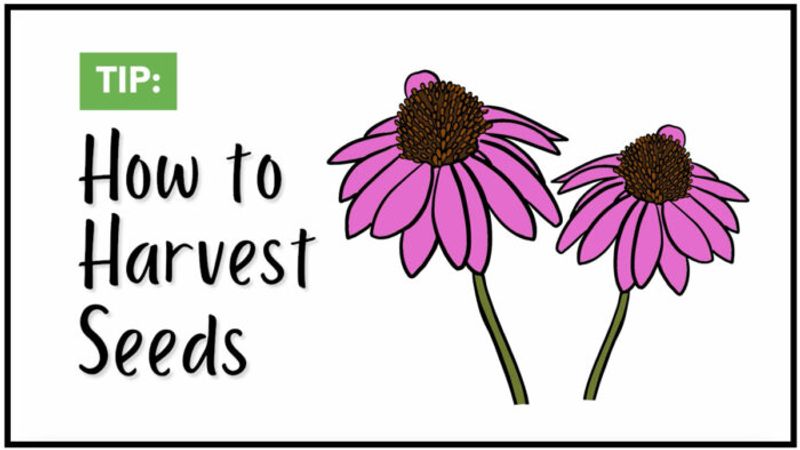 Tip: How to Harvest Seeds