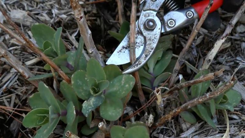 Spring Cleanup in the Perennial Garden