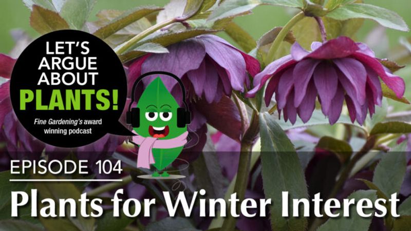 Episode 104: Plants for Winter Interest  