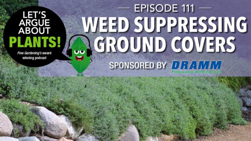 Episode 111: Weed-Suppressing Ground Covers