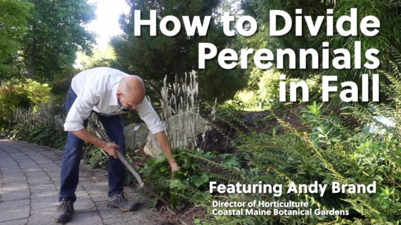 Dividing Perennials Step-by-Step