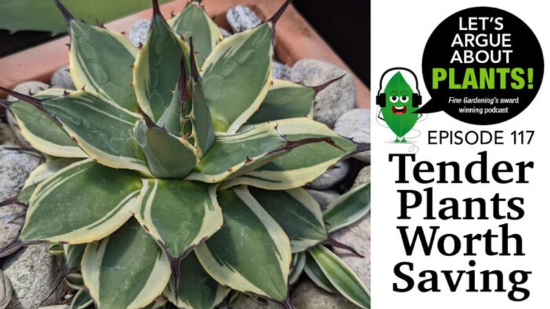 Episode 117: Tender Plants Worth Saving