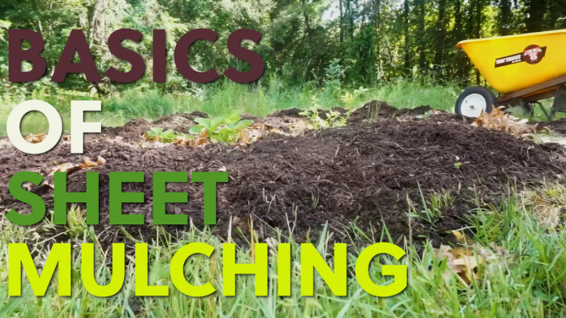 How to Build Soil and Suppress Weeds With Sheet Mulching