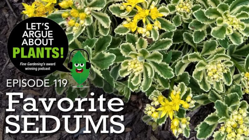 Episode 119: Favorite Sedums  