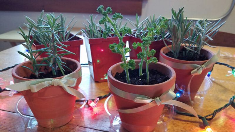 Growing Cuttings for Gifts