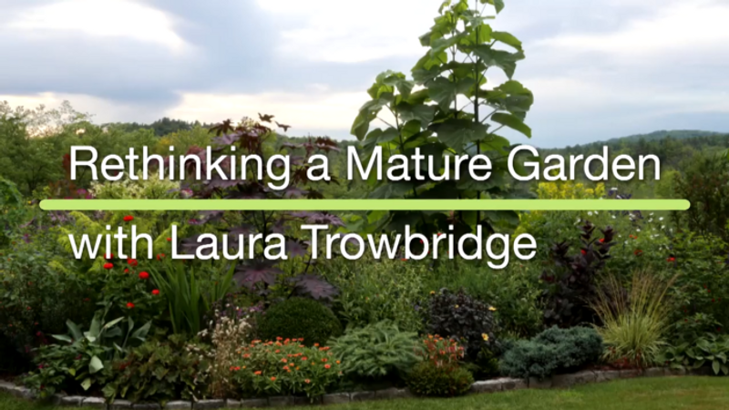 Rethinking a Mature Garden: Tour with Laura Trowbridge 