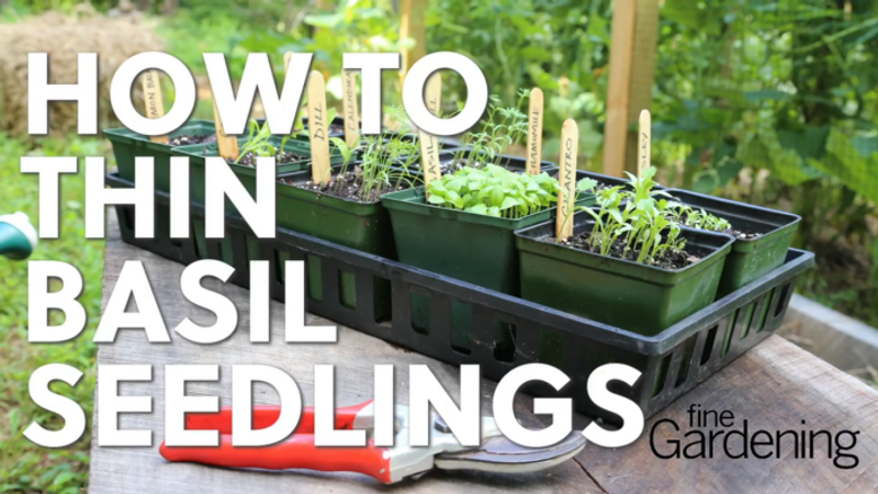 How to Thin Herb Seedlings 