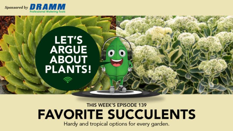 Episode 139: Favorite Succulents