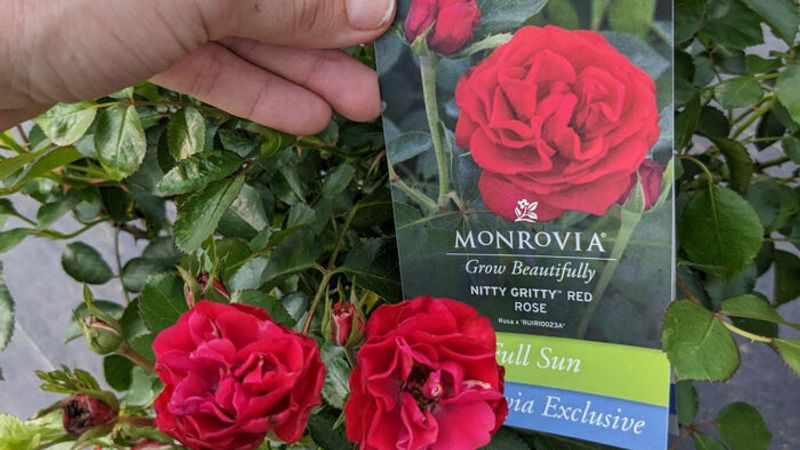 Behind the Scenes at the Monrovia Nursery