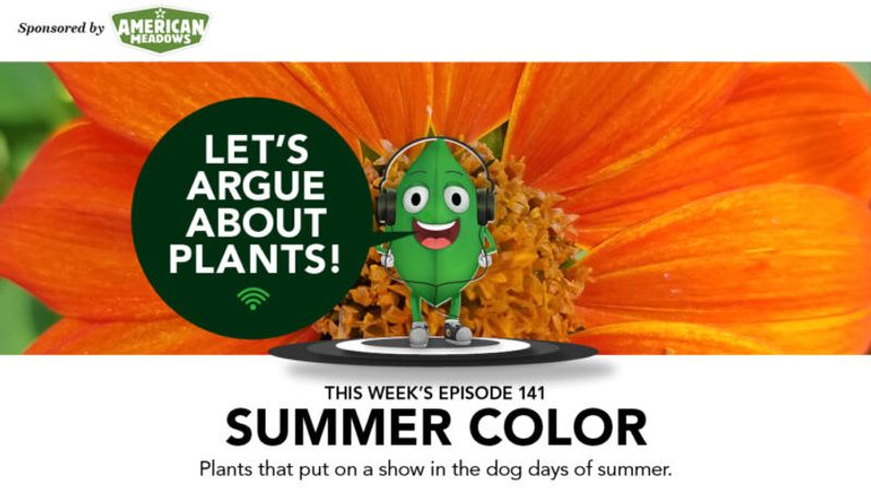 Episode 141: Summer Color