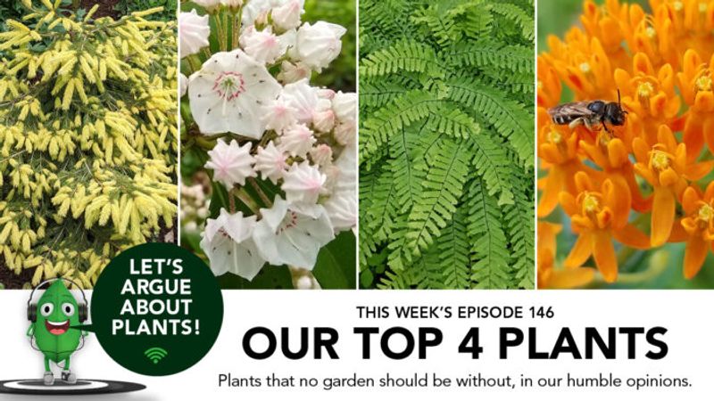 Episode 146: Best of LAAP—Our Top 4 Plants