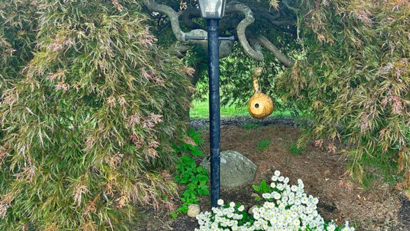 How to Make Birdhouses Out of Gourds