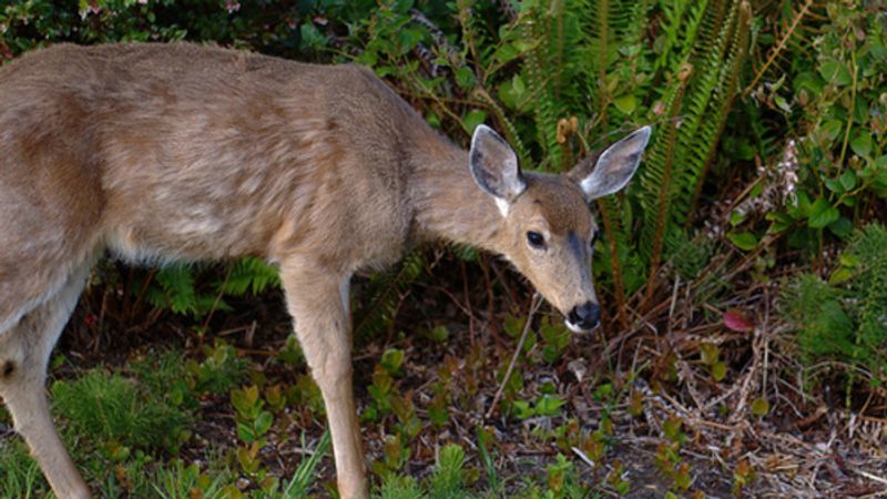 Understand Deer Browsing Behavior to Better Protect the Garden