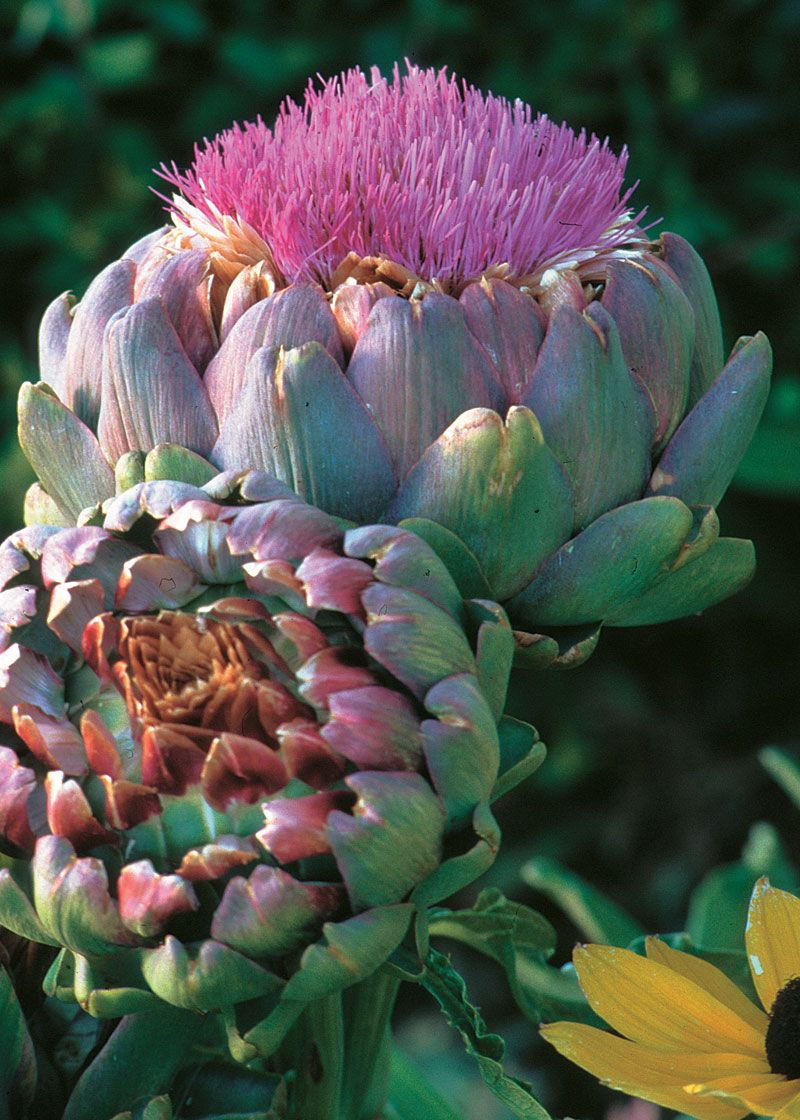 Artichoke flower