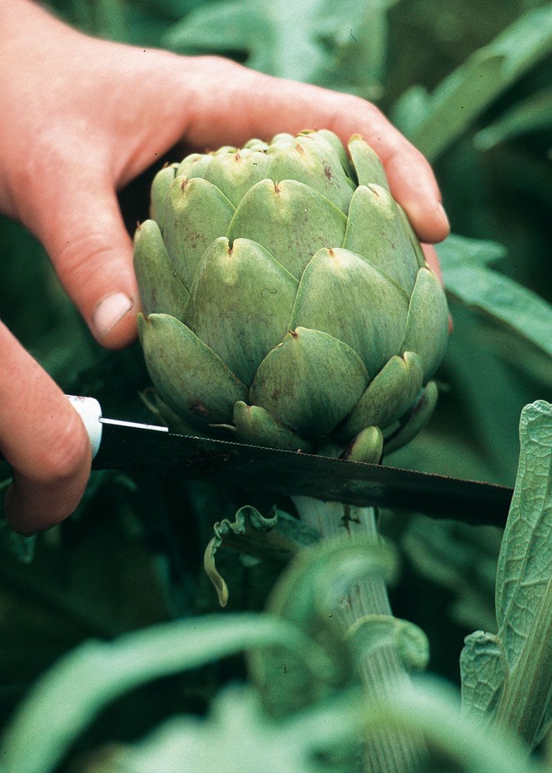 Harvest an artichoke